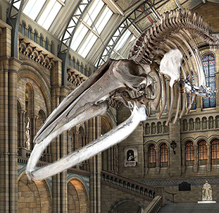 伦敦自然历史博物馆：蓝鲸 3D 扫描项目